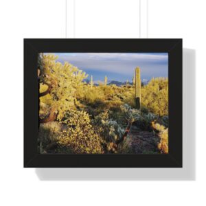 Dense cactus foreground with distant saguaros
